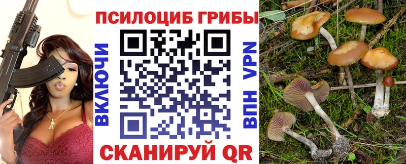 blacksprut   Тверь  Псилоцибиновые грибы Psilocybine cubensis 